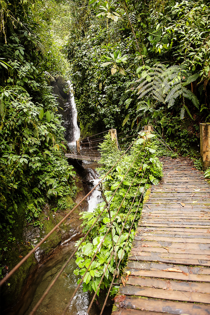 厄瓜多尔雨林中瀑布的公园丛林热带天堂风景假期生态岩石旅行森林图片