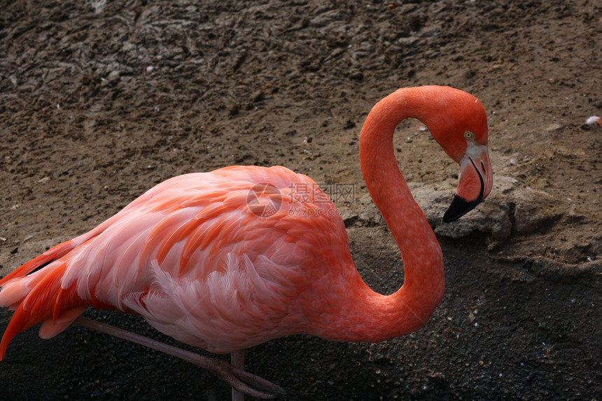 火烈哥粉色脖子热带羽毛动物群火烈鸟羊群动物园涉水鸟类图片