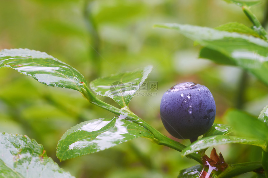 蓝莓荒野衬套叶子植物甜点水果食物绿色森林浆果图片