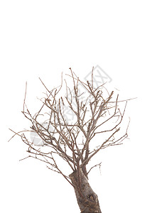干树干死亡植物枝条弯曲分支机构火种生活背景图片
