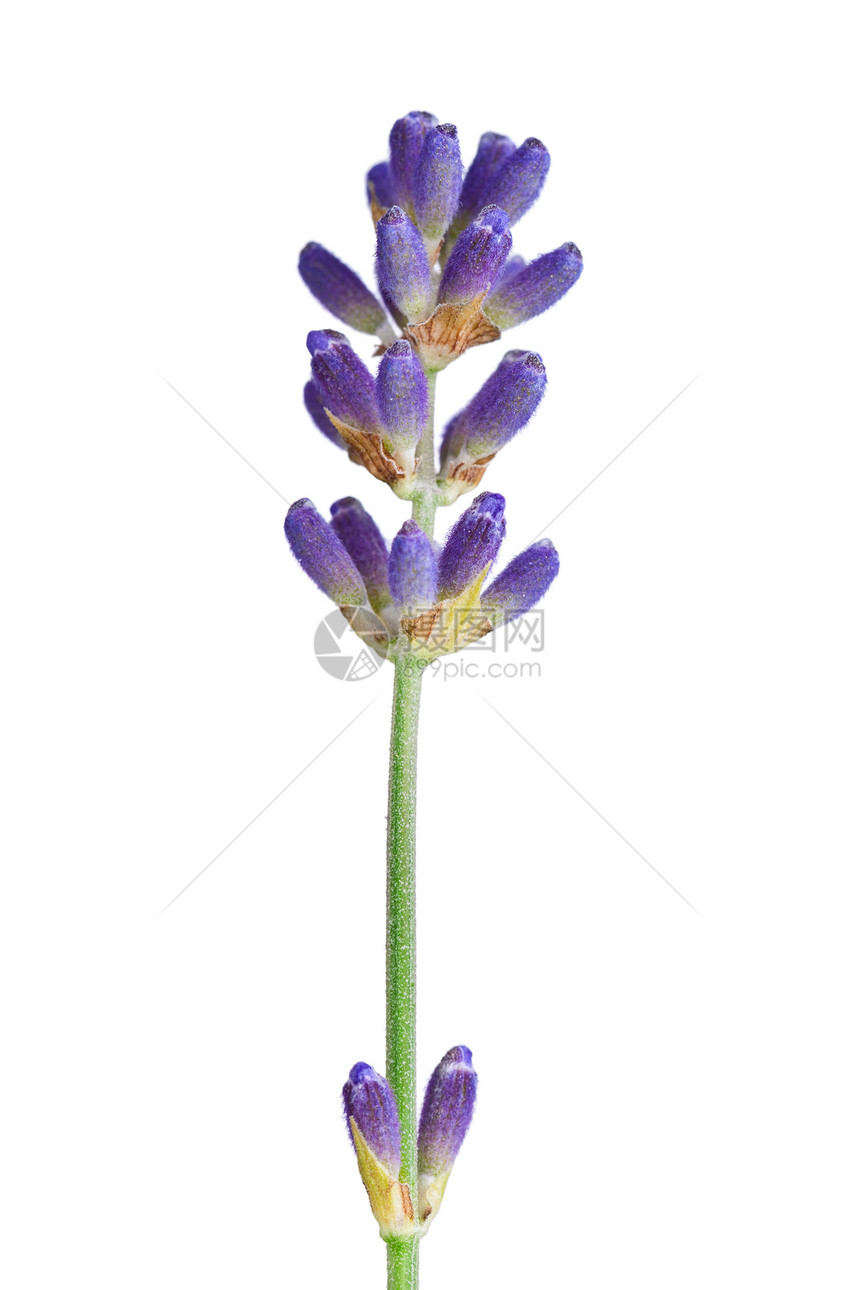 淡紫花草本香气花园疗法香水园艺紫色植物群香味白色图片