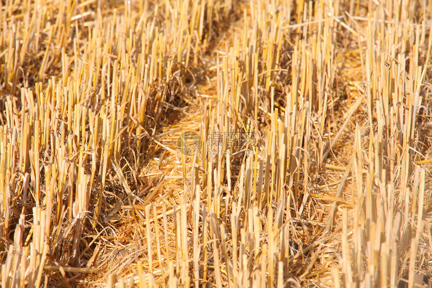 农民田间被切割的小麦田土壤厂详情图片