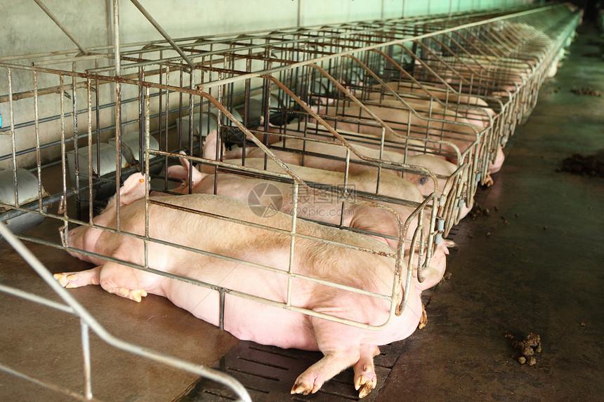 大育猪养猪场内部的无光景猪肉水平配种农场工业公猪动物谷仓家畜团体图片