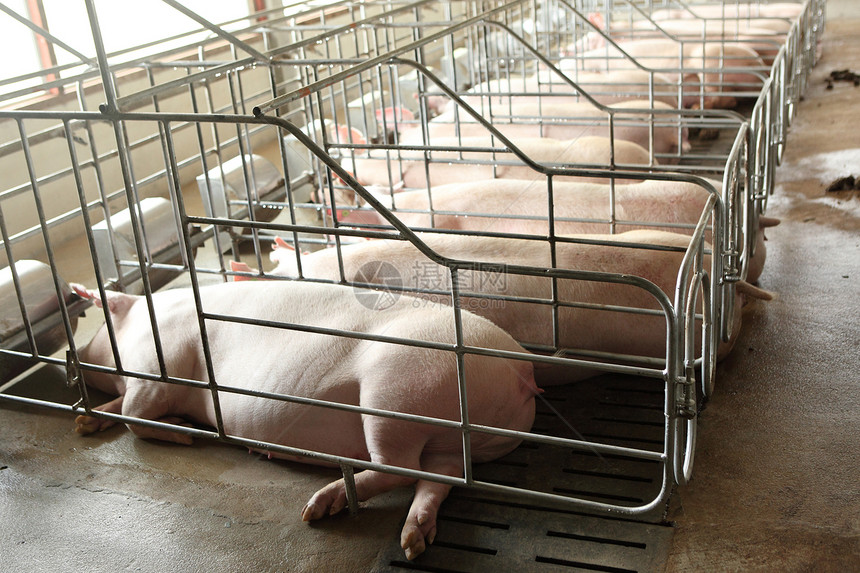 大育猪养猪场内部的无光景猪圈小猪栽培团体公猪农庄猪肉动物配种谷仓图片