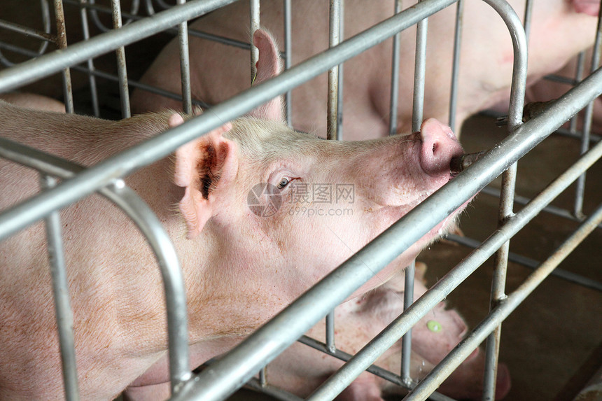 猪饮用水食物好奇心耳朵喷泉栅栏粉色动物哺乳动物母猪口渴图片
