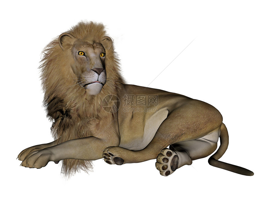 狮子休息  3D猫科荒野黄色皇家白色动物群橙子野生动物尾巴动物图片