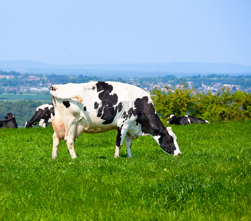 Friesian 牛牛动物黑色农田牛奶农业奶制品场景绿色场地奶牛图片