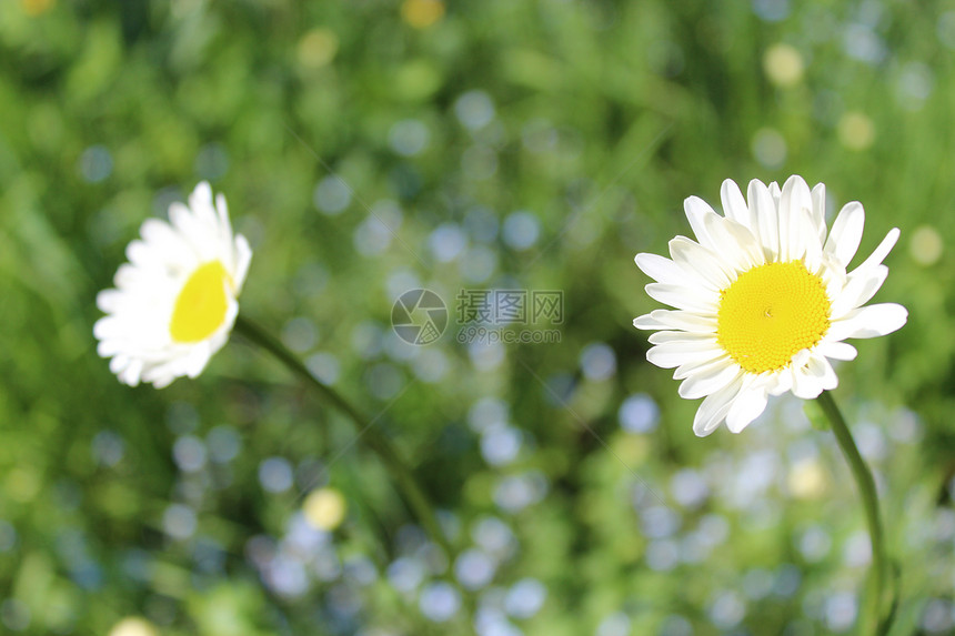 两只白色美丽的甘菊衬套宏观花瓣奢华生物学洋甘菊植物学太阳温泉草本植物图片
