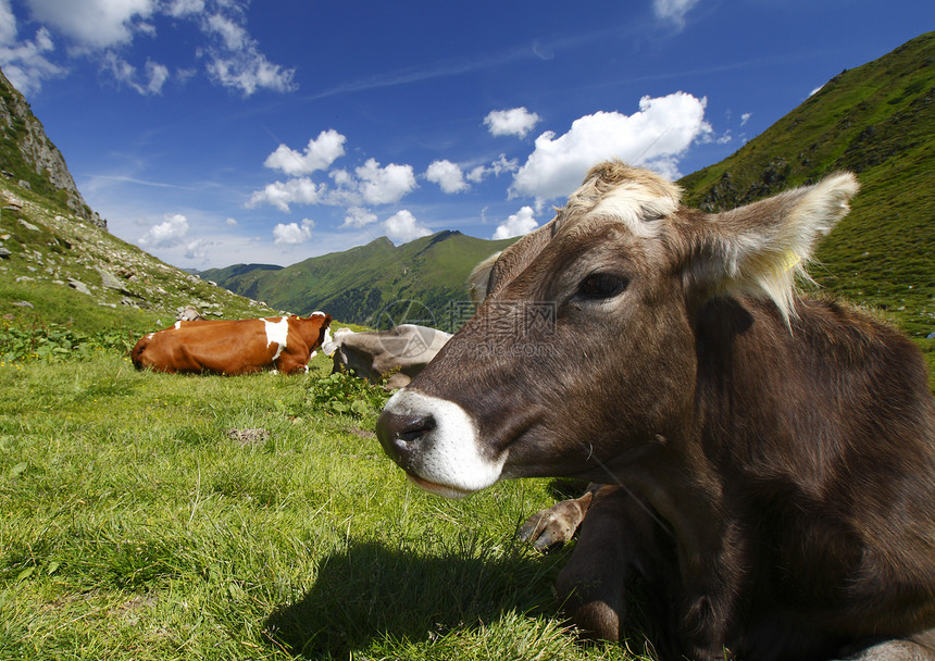 奥地利奶牛图片