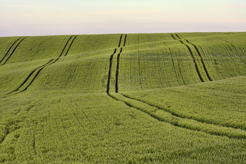绿野运动植物太阳草地地平线天空农村谷物晴天环境图片