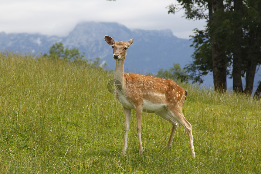 鹿在草地上森林休耕耳朵场地眼睛哺乳动物母鹿动物园毛皮公园图片