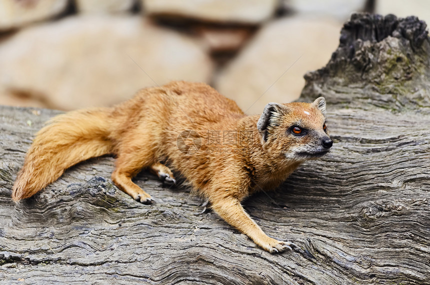 蒙戈斯动物群荒野脊椎动物食肉哺乳动物野生动物动物木头猫鼬动物园图片