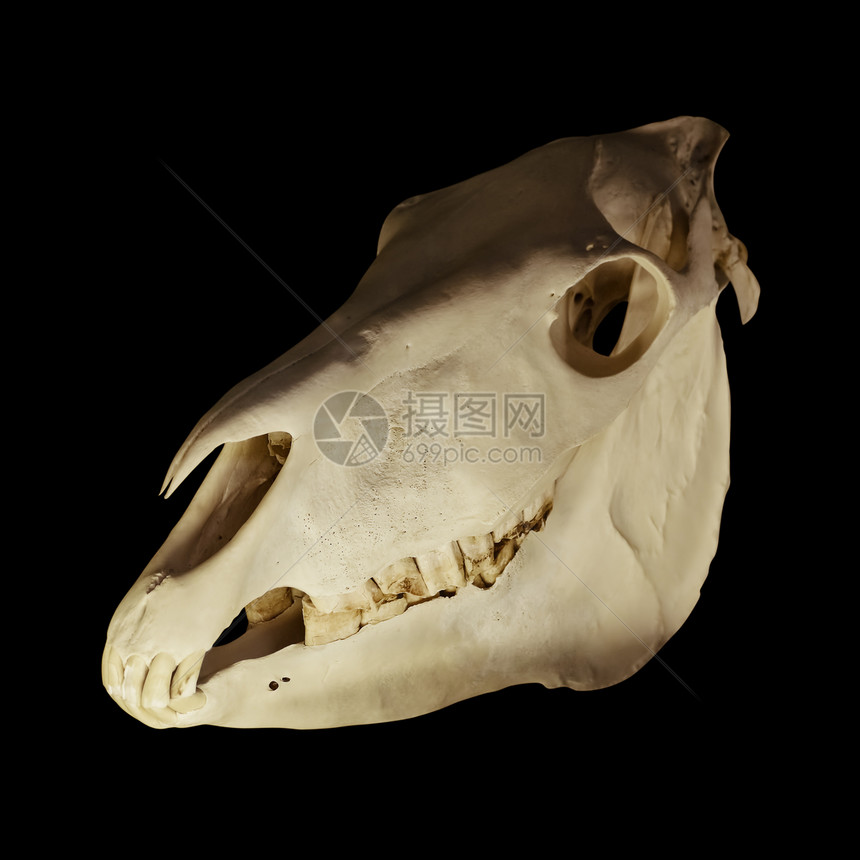 斑马脊椎动物颅骨死亡动物骨骼荒野生物学哺乳动物动物群野生动物图片