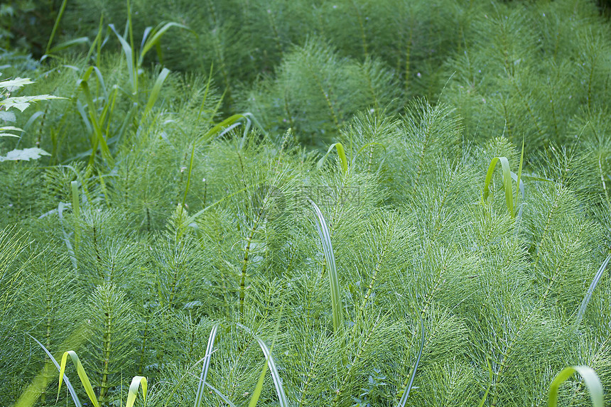 野植物的种类图片