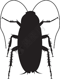 蟑螂月光昆虫害虫动物背景图片