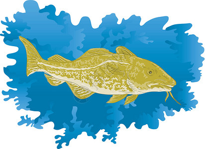 鳕鱼野生动物插图背景图片