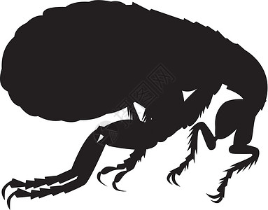 跳蚤光影害虫寄生虫昆虫动物背景图片