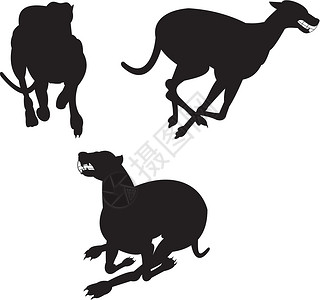 灰狗赛运动跑步犬类插图宠物动物背景图片