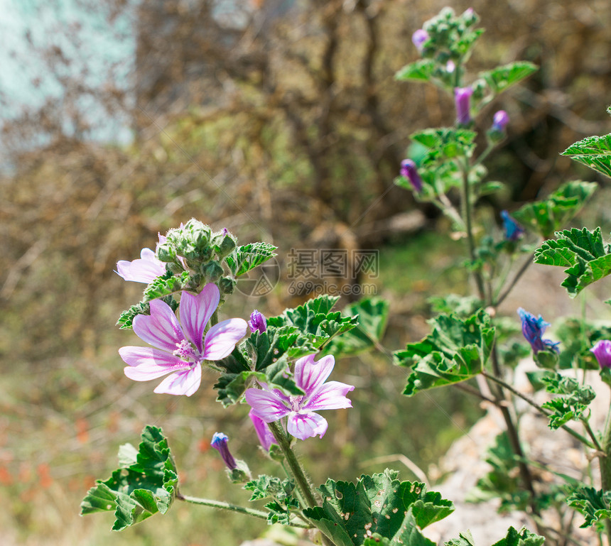 紫色的野花草地花束花瓣植物荒野叶子植物学场地花园蓝色图片