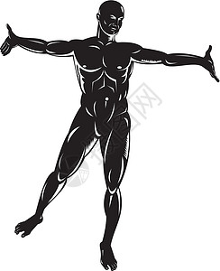 男性人体解剖立体解剖学插图肌肉男人背景图片