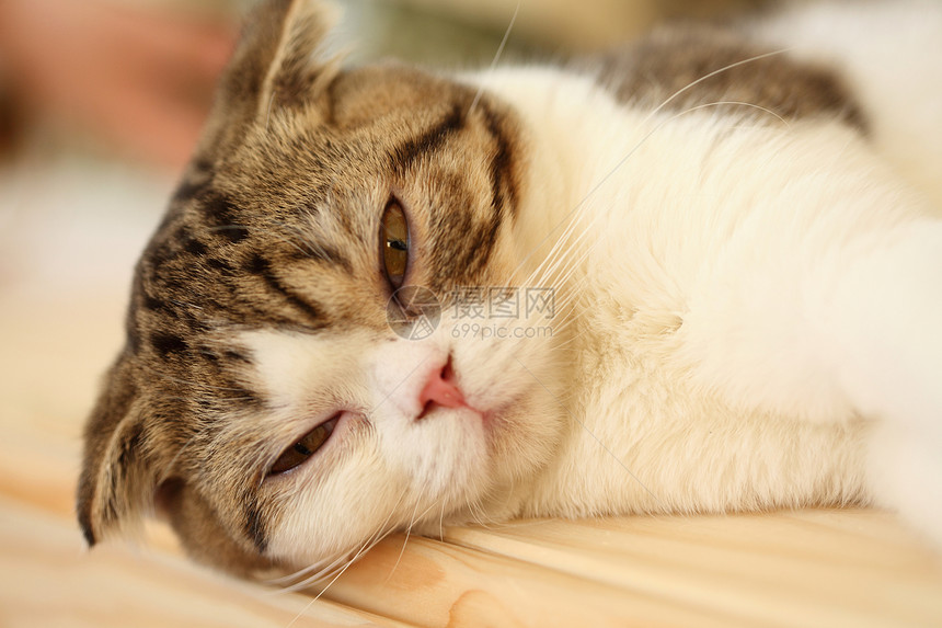 猫眼 闭上猫猫猫的眼睛绿色注意力细节小猫毛皮瞳孔哺乳动物鼻子投标羊毛图片