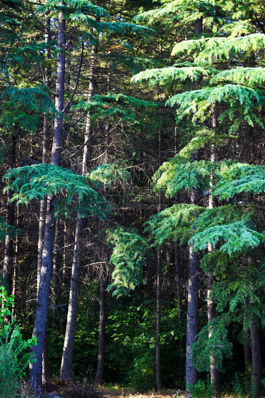 绿色绿林树干乡村针叶环境森林植物太阳缠绕生长小路图片