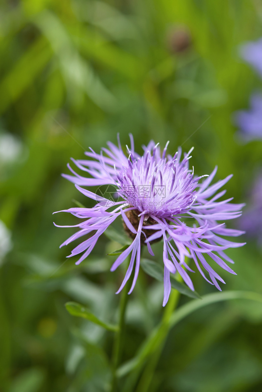 紫花绿色野花植物学季节场地生长紫色草地植物花园图片