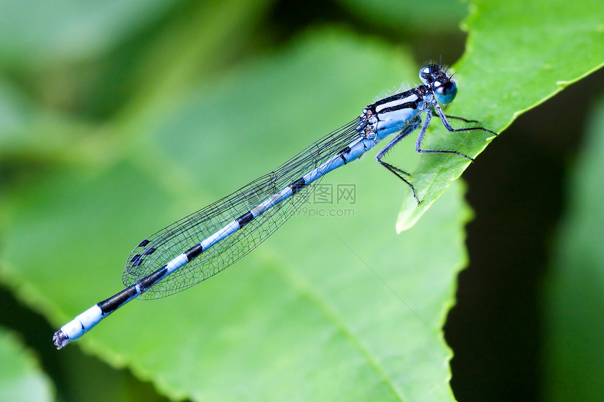 蓝蓝色1号公地树叶景点宏观翅膀野生动物眼睛衬套蜻蜓昆虫豆娘图片