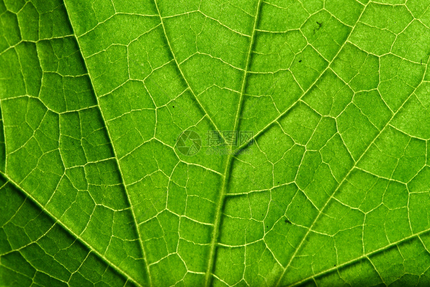 绿叶繁荣绿色植物植物群叶子生长太阳生态植物学宏观图片