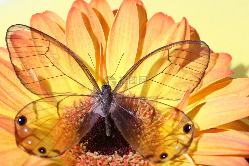 鲜花上美丽的蝴蝶雏菊礼物植物植物群格柏昆虫生活植物学圆圈花瓣图片