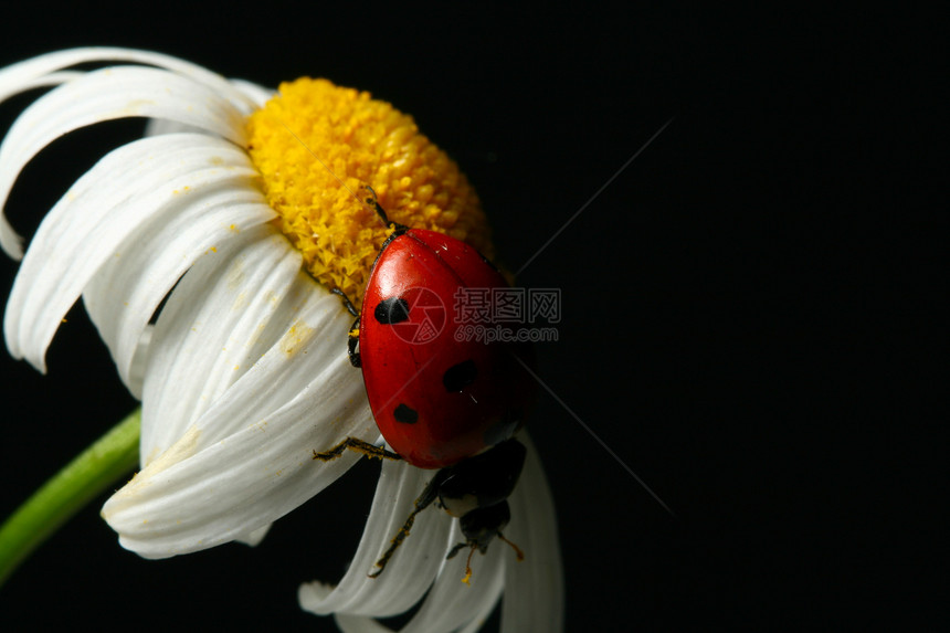 夏季女鼠居漏洞甲虫瓢虫太阳花园甘菊昆虫花瓣叶子雏菊图片