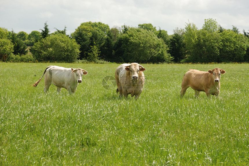 草地中的牛群奶牛农场牛肉场地标签动物图片