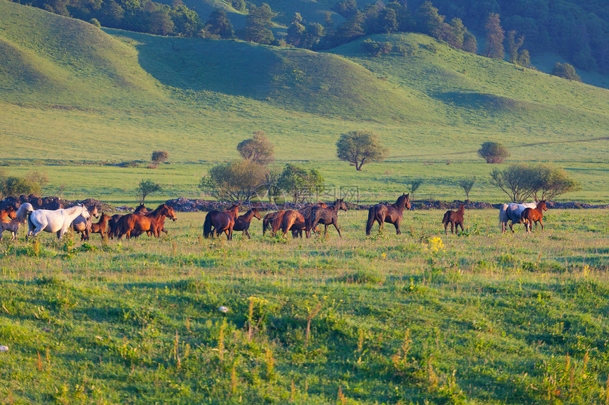 夏季草场上马群场地草地鬃毛自由太阳能赛跑者跑步马匹农场团体图片