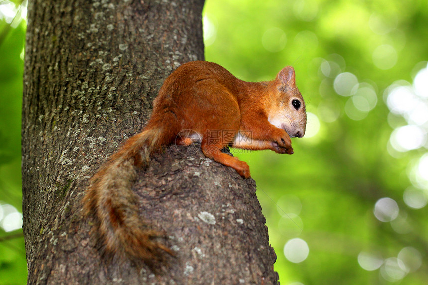松鼠坐在树上吃着坚果公园头发荒野生物毛皮跑步栖息地木头墙纸尾巴图片