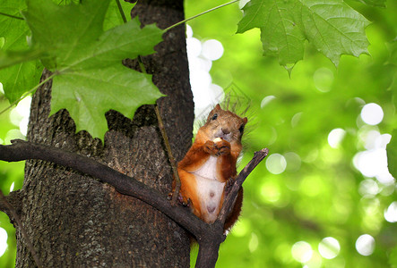 树上的松鼠松鼠在树上咀嚼坚果背景