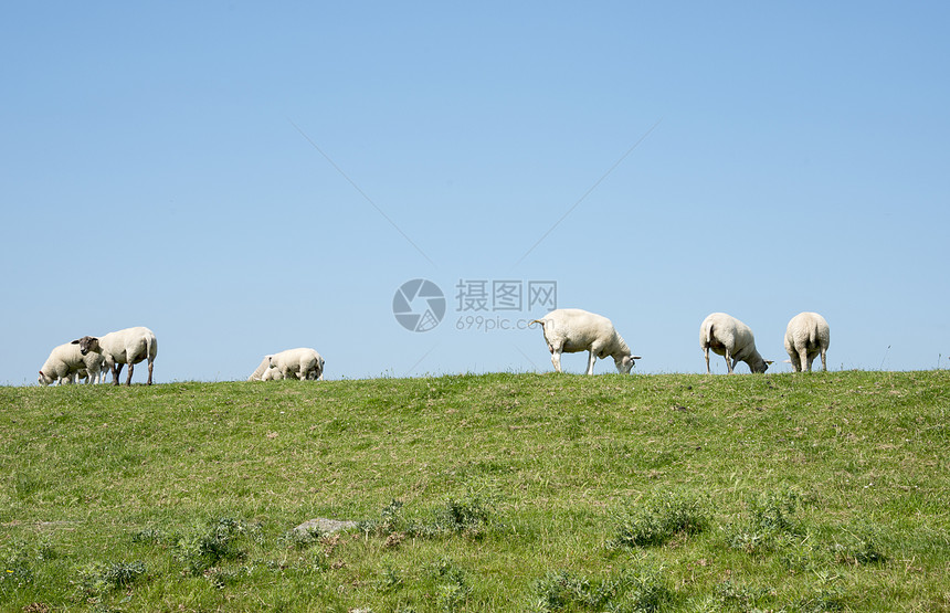 以绿草绵羊为生农业天空乡村场地动物卷曲母羊家畜农场绿色图片