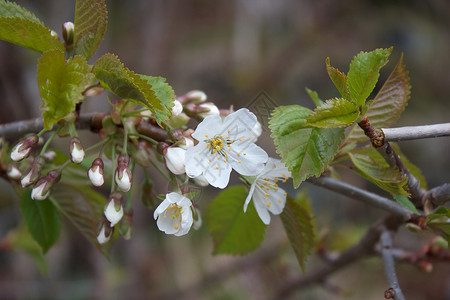 春花树叶豆芽植物群白色绿色背景图片