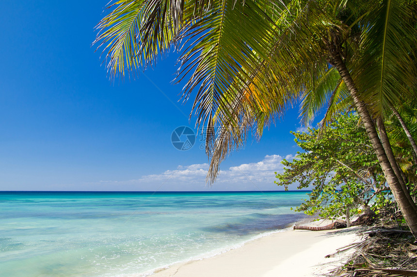 海滩沙滩天空叶子支撑海景蓝色海洋植物太阳风景椰子图片