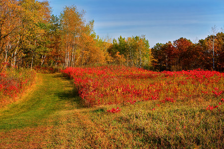 人类发展报告 草地的秋天颜色背景图片