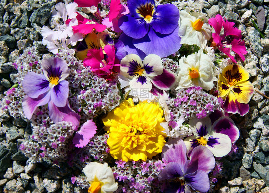 鲜花丰盛花束紫色植物团体黄色生活花园绿色红色石头图片