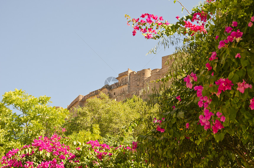 印度拉贾斯坦邦的开花树和Jodhpur堡垒图片