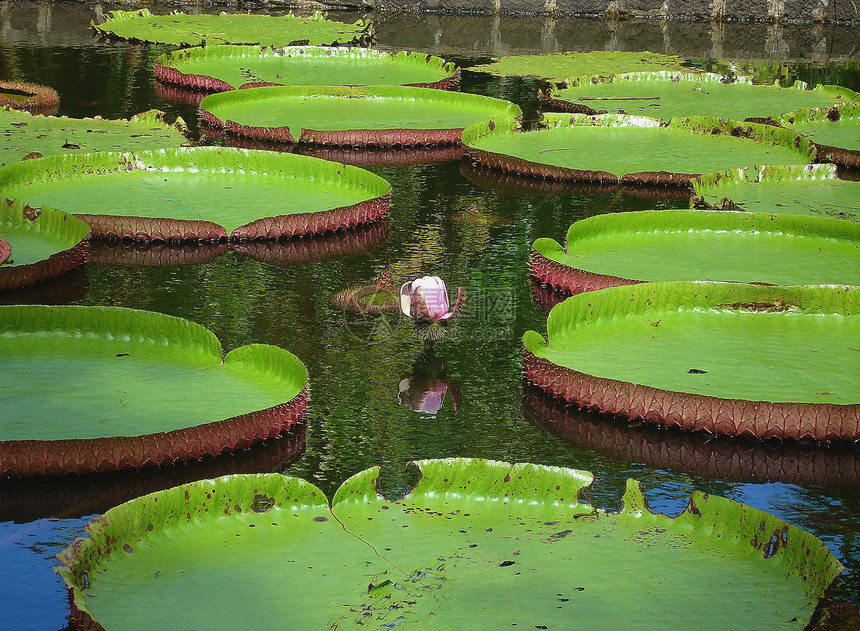 尼努帕尔州航程芙蓉宏观奶油水产热带玫瑰异国花园情调图片