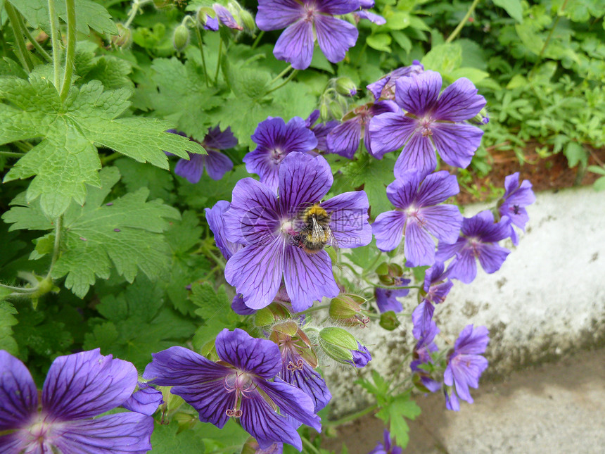 喂养蜜蜂紫色食物绿色花粉图片