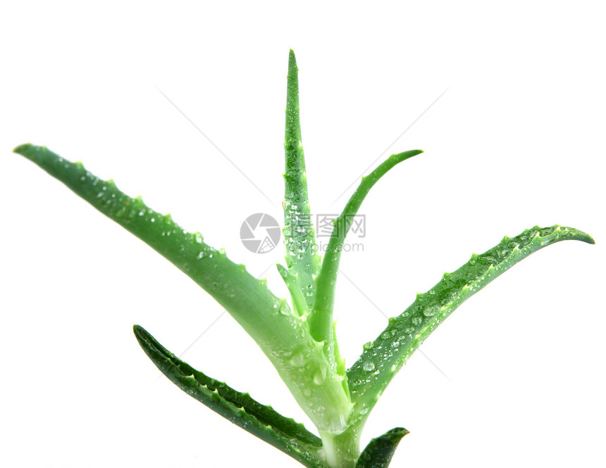单体肺炎凝胶果汁相片奶油沙漠洋甘菊照片植物蜂蜜免版税图片