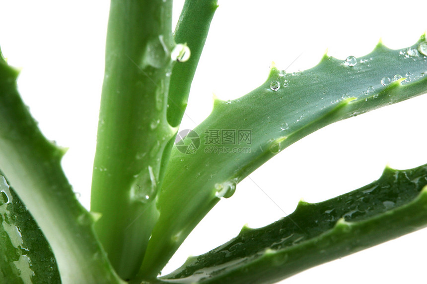 单体肺炎芦荟头发沙漠果汁洋甘菊植物生长奶油相片库存图片