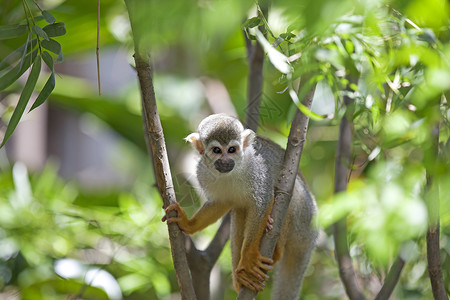 玻利维亚甜灭绝猿猴高清图片