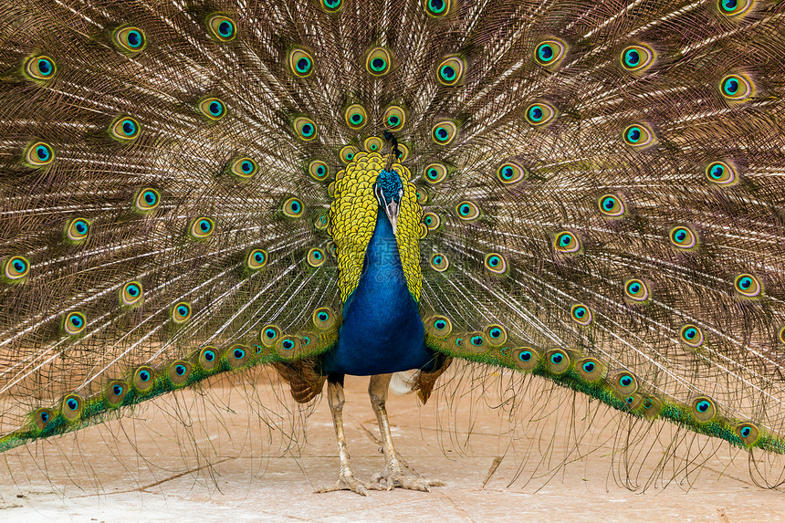 孔雀展示其美丽的羽毛公鸡野鸡种群男性蓝色活力绿色动物脖子尾巴图片