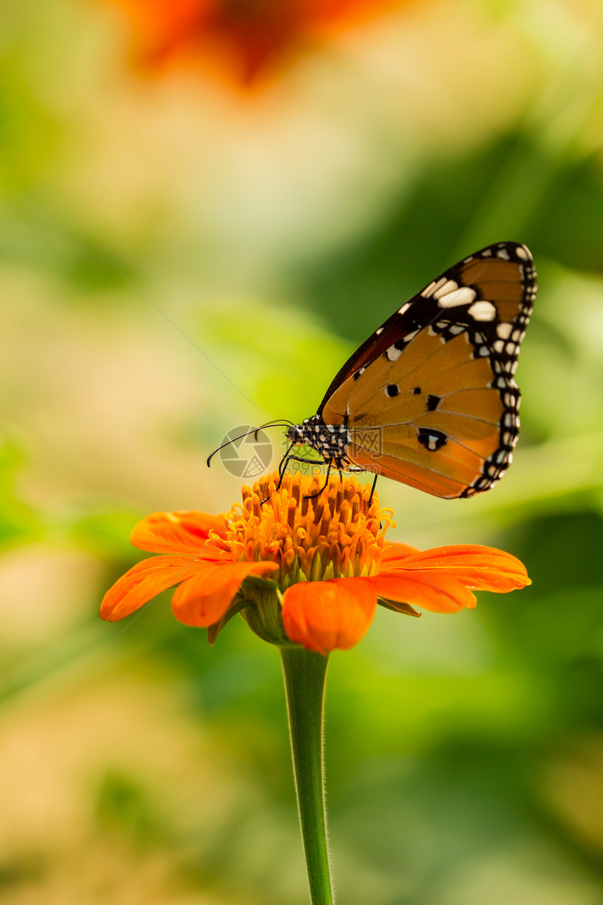 蝴蝶喂养昆虫宏观甜食花坛植物学橙子植物黄色绿色野生动物图片