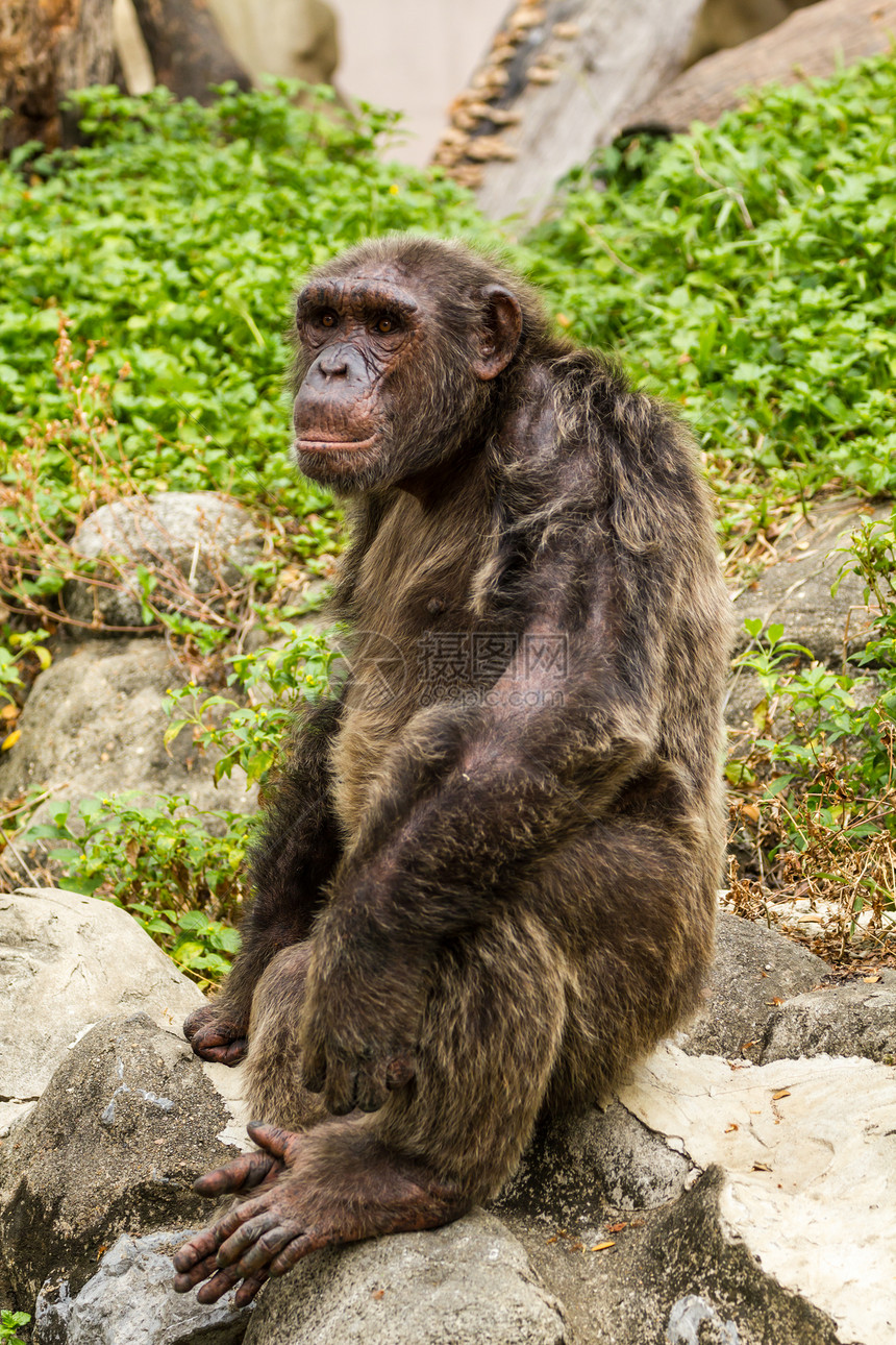 黑猩猩哺乳动物灵长类动物脊椎动物图片