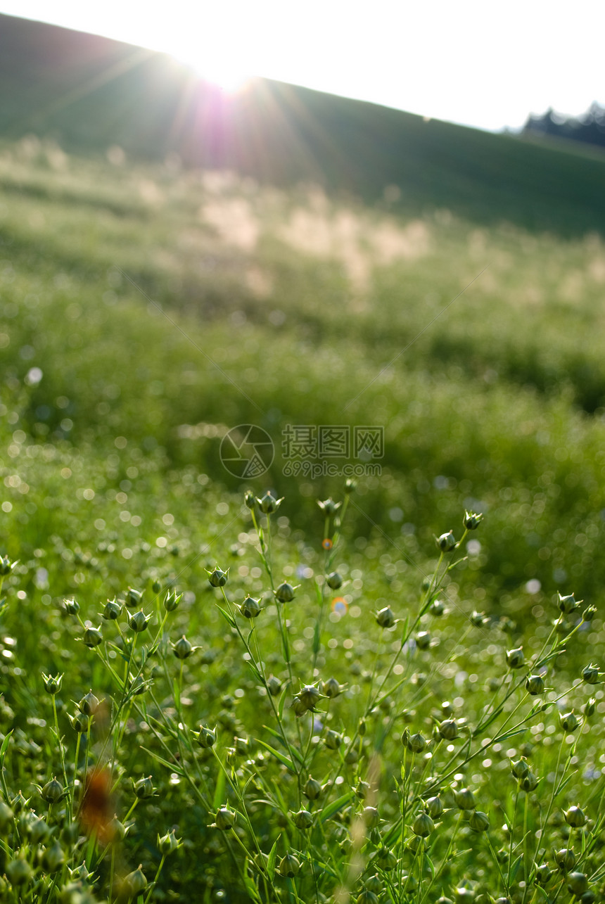 松软字段纺织品农业花朵场地太阳植物群绿色图片